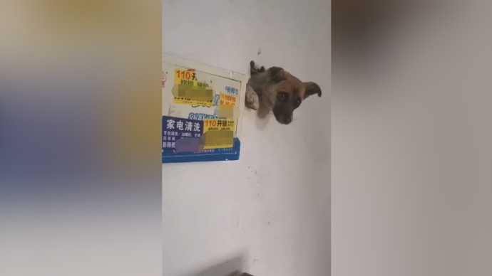 小狗害怕爆竹声钻入墙内，民警凿壁取狗