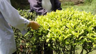 每斤数十万元、多数茶农利益受损，谁是天价岩茶幕后推手？