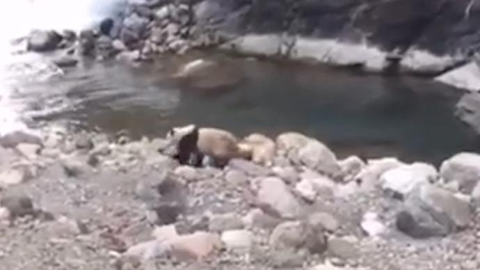 野生大熊猫下山“拜晚年”，摇摇摆摆过河
