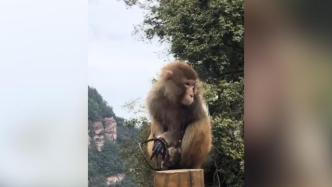 重庆四面山景区一野生猕猴遭兽夹夹伤，已获救助