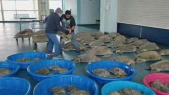 美国得州遭遇寒潮，4700只海龟被救起
