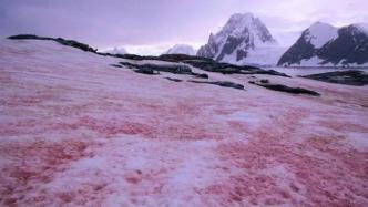 南极又现“西瓜雪”：或因温度升高藻类快速繁殖，需敲响警钟