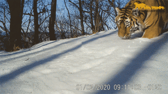 东北虎豹国家公园潜藏“守护网”，逐渐实现“众山皆有虎”