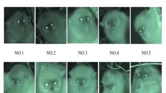 中国率先开发动物个体识别系统，可精准识别“真假美猴王”