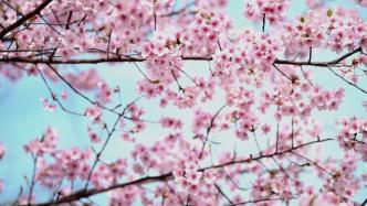 大渔樱、椿寒樱、河津樱……上海迎来最美樱花季