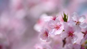 一起来看粉红樱花海！上海顾村公园正值早樱盛花期，别负春光