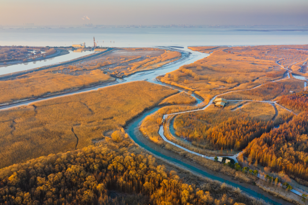 阔别两年半,上海崇明西沙湿地元宵节恢复开放,入园需预约