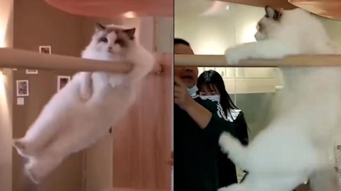 布偶猫为吃零食展示双杠技能，网友：凭实力干饭