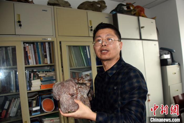 刘俊研究员展示介绍二齿兽化石标本。 孙自法 摄