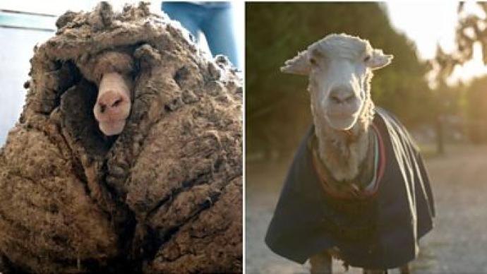 澳大利亚一“流浪”绵羊被修剪出35公斤羊毛