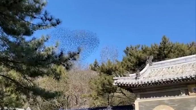 潭柘寺現“千鳥游寺”奇觀