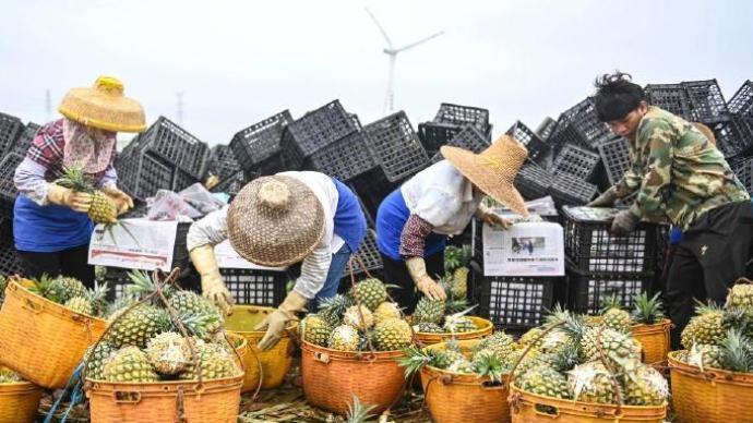国台办：暂停进口台湾菠萝系正常生物安全防范举措