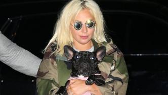 Lady Gaga爱犬当街被劫，遛狗员身中四枪