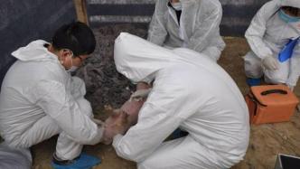 非洲猪瘟防控新挑战：中国部分省区发现低致死率自然变异株