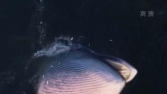 视频丨我国科研团队拍摄到涠洲岛布氏鲸捕食画面