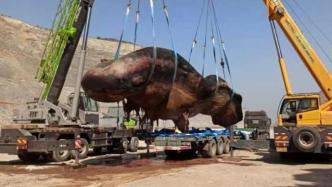 渤海海域首次发现搁浅抹香鲸，计划制作成塑化标本