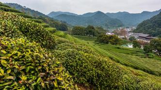 “西湖龙井”尚未正式开采，杭州农业部门发布春茶防冻预警