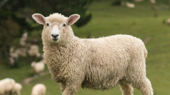 哺乳动物胎儿无菌？中国团队首揭羔羊出生前有活性肠道微生物