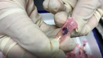 上海海关查获406只活体蚂蚁，包裹申报名为“牙科耗材”