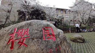 湖北邀全国游客赴“樱花之约”，武大设立抗疫医护赏樱专场