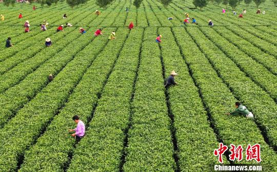 在江西省吉安市吉水縣丁江鎮塘邊村白茶基地,茶農們正在採摘明前春茶.