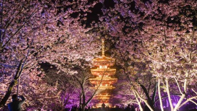 夜游赏樱，2021武汉东湖樱花节开幕