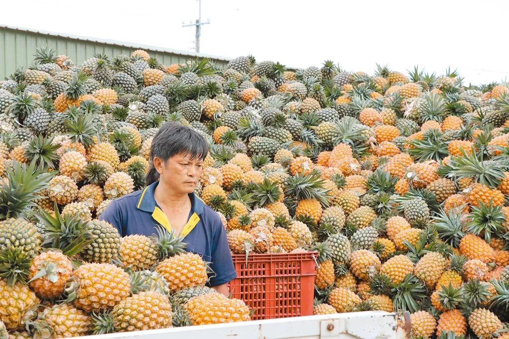 台湾果农眉头紧锁 凤梨堆成山(资料图)