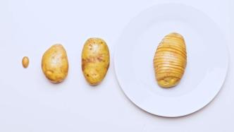 洋芋新传丨马铃薯是怎么种出来的