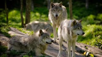 美国威州捕猎者3天内杀超200头狼遭批：残忍的竞赛