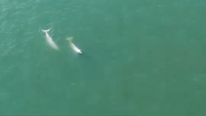 春江水暖豚先知，2只中华白海豚在漳江口“春游”