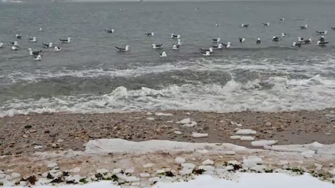 寒潮来袭，大连海边海鸥暴雪中飞翔