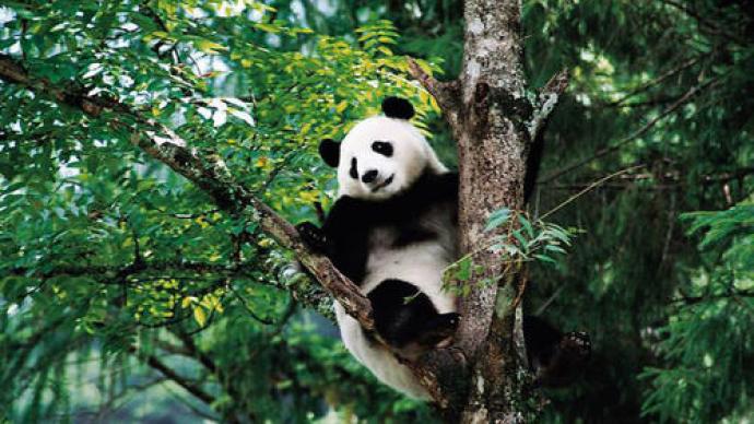 中国大熊猫野生种群增至1864只