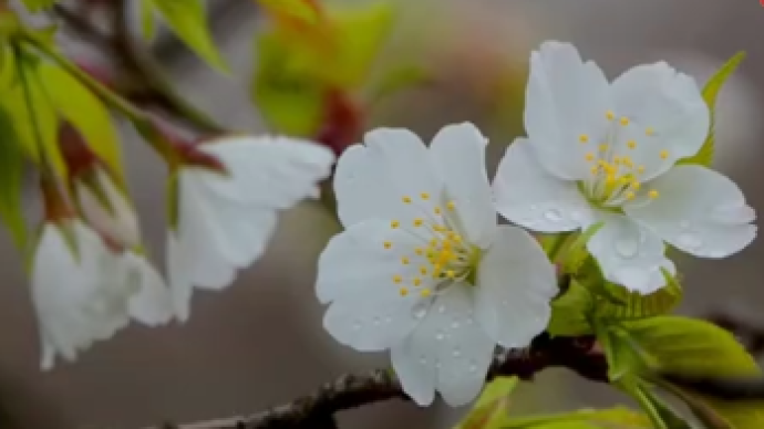 南京明孝陵櫻花初開,3月中旬將進入盛花期