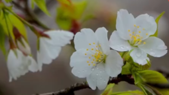 南京明孝陵櫻花初開，3月中旬將進入盛花期