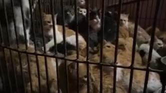 广东蓬江通报“禽畜市场有被盗猫只交易”：已查扣，正核查来源