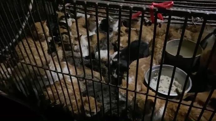 广东蓬江通报禽畜市场有被盗猫只交易：已查扣，正核查来源