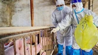 农业农村部：严厉打击制售和使用非洲猪瘟假疫苗行为