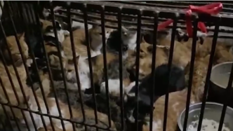 江门蓬江通报“禽畜市场交易被盗猫只”：已转移235只猫
