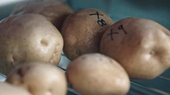 洋芋新传丨他们种出了属于西海固的土豆