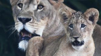 新加坡首只人工授精孕育的狮子幼崽亮相