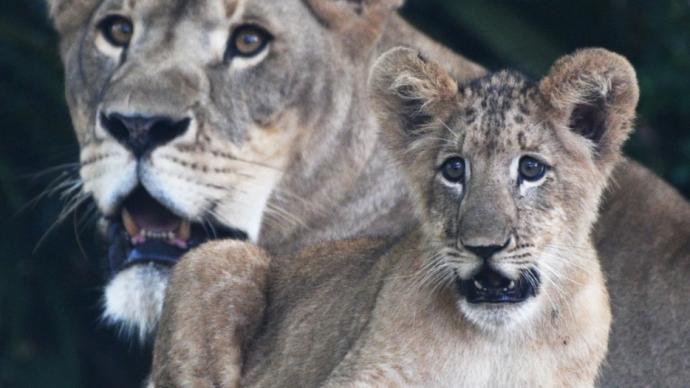 新加坡首只人工授精孕育的狮子幼崽亮相
