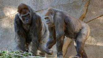 美动物园：9只大猩猩接种新冠疫苗后情况良好