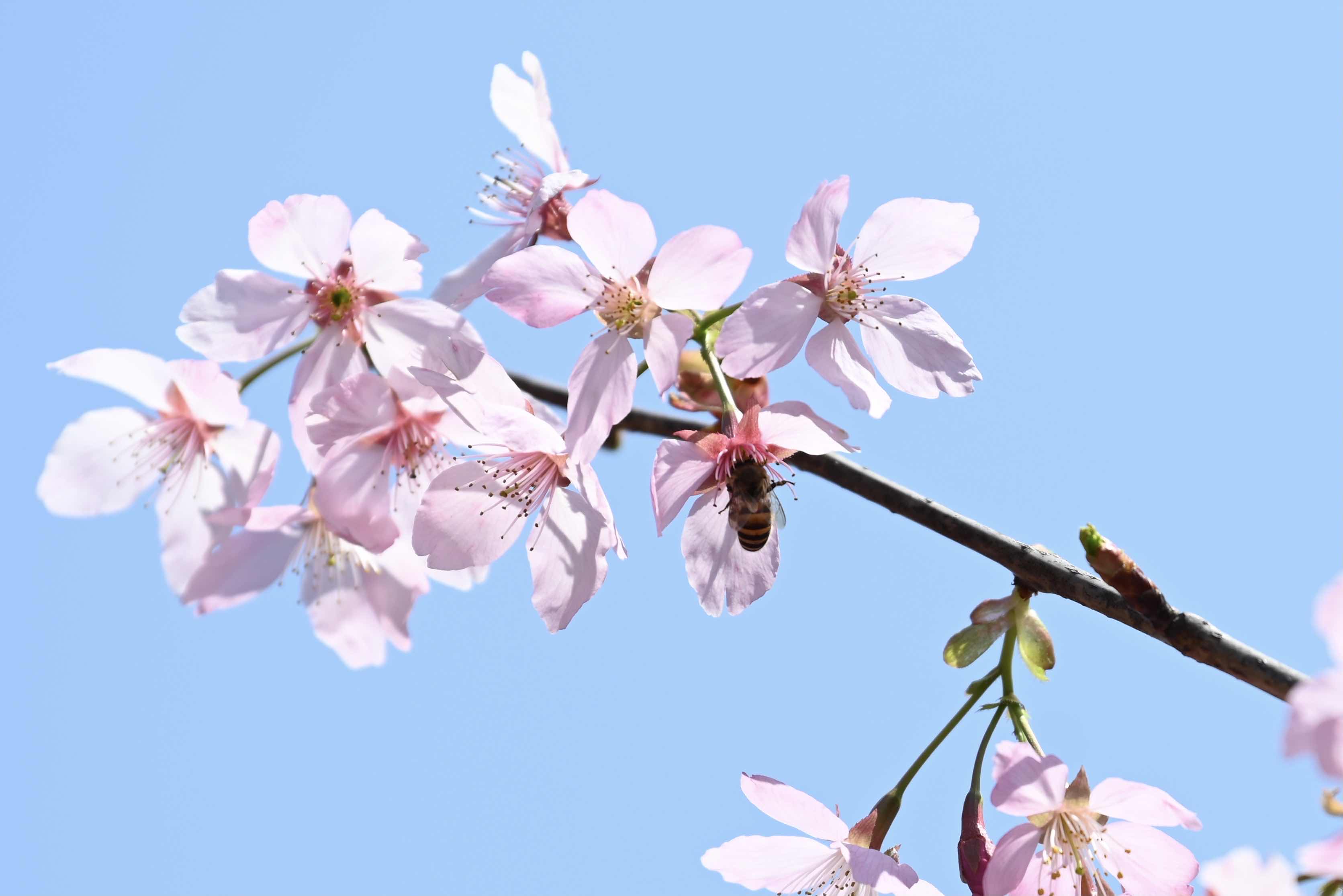 关注 | “2019上海樱花节”于3月15日盛大开幕，赏樱攻略、活动安排...赶紧收藏这篇干货，让你玩转樱花节！_游客