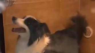 廣州市寵物消費(fèi)調(diào)查報(bào)告:單只寵物狗年均消費(fèi)超6000元