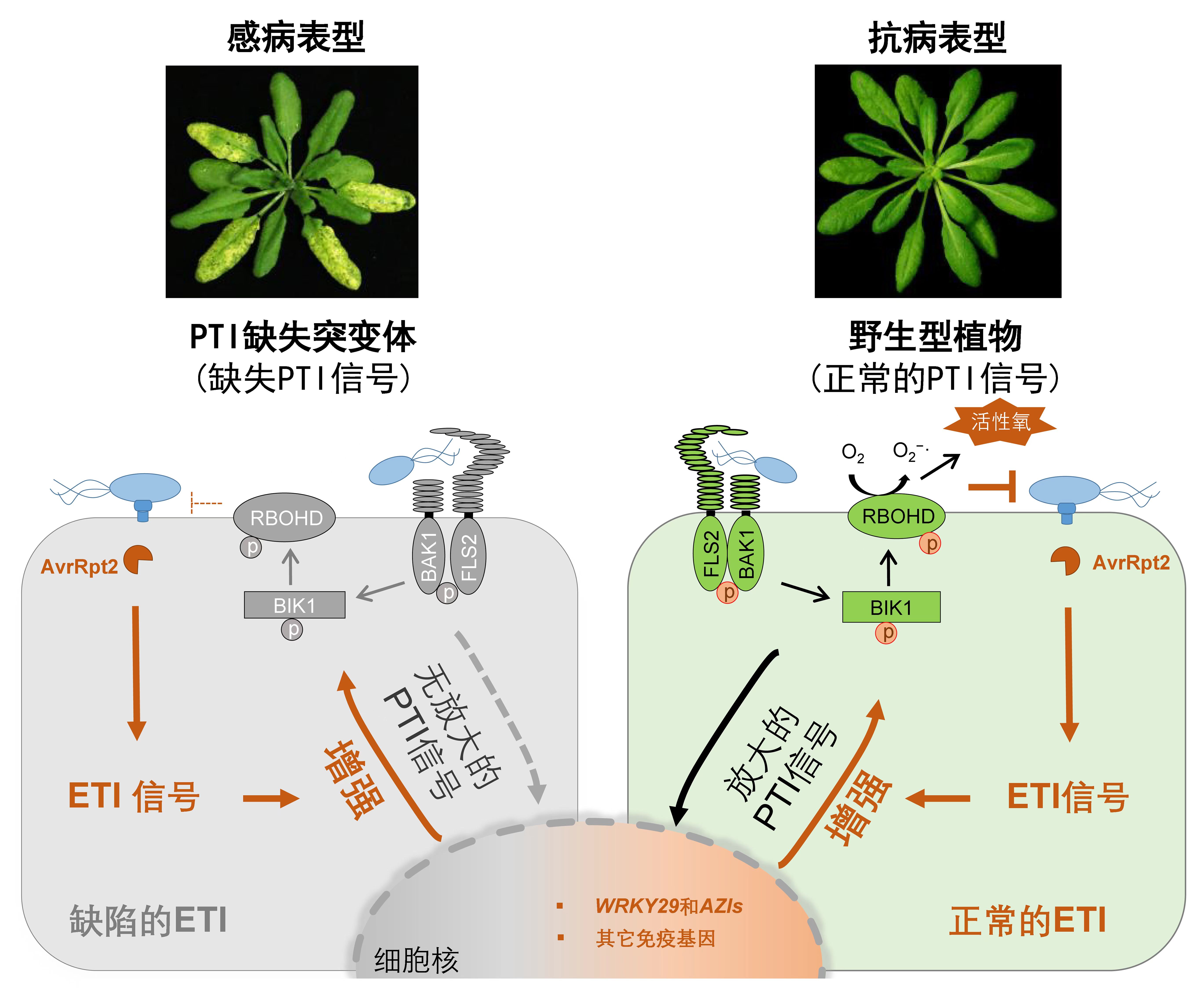 植物免疫系统协同工作模型 