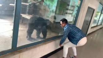 男子与大猩猩相互模仿动作神同步，网友：这是遇到兄弟了吧