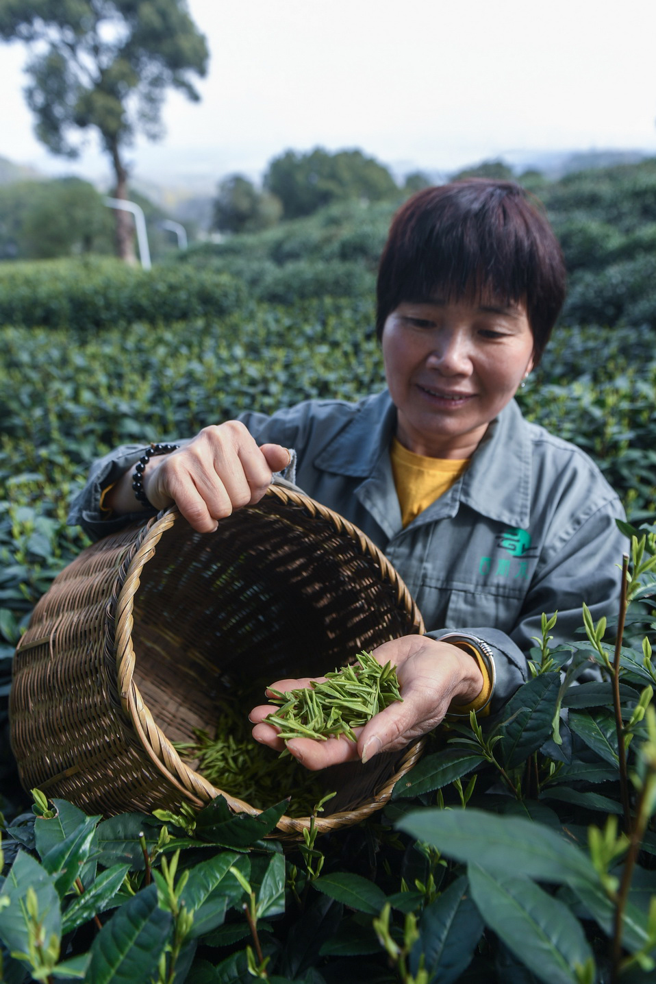 2021年3月12日,在位于杭州市西湖风景名胜区满觉陇村白鹤峰的西湖龙井