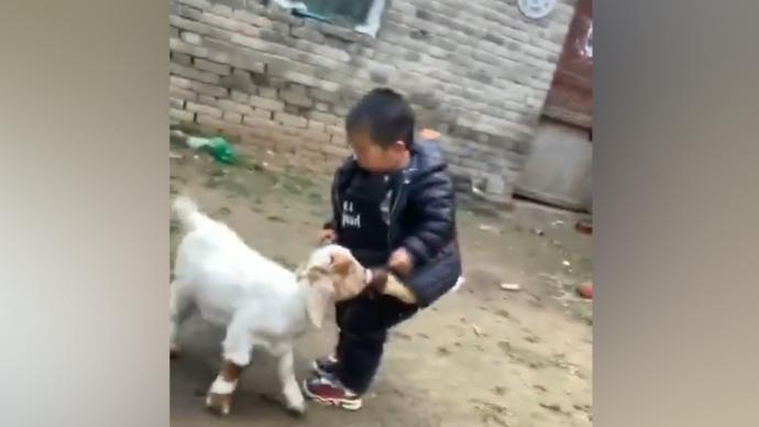 小羊強勢搶奶瓶,把一旁寶寶急瘋了