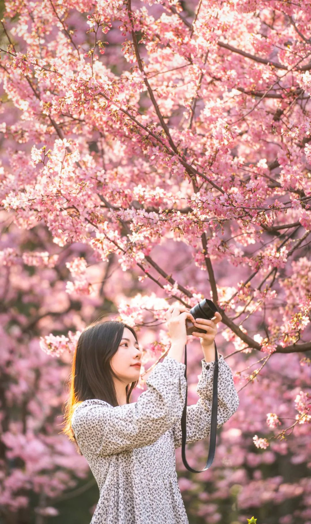 樱花树下的约定!