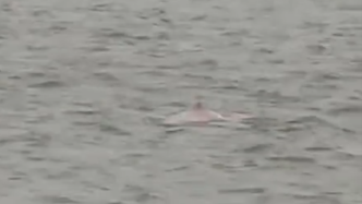 6只粉红色中华白海豚现身湛江湾